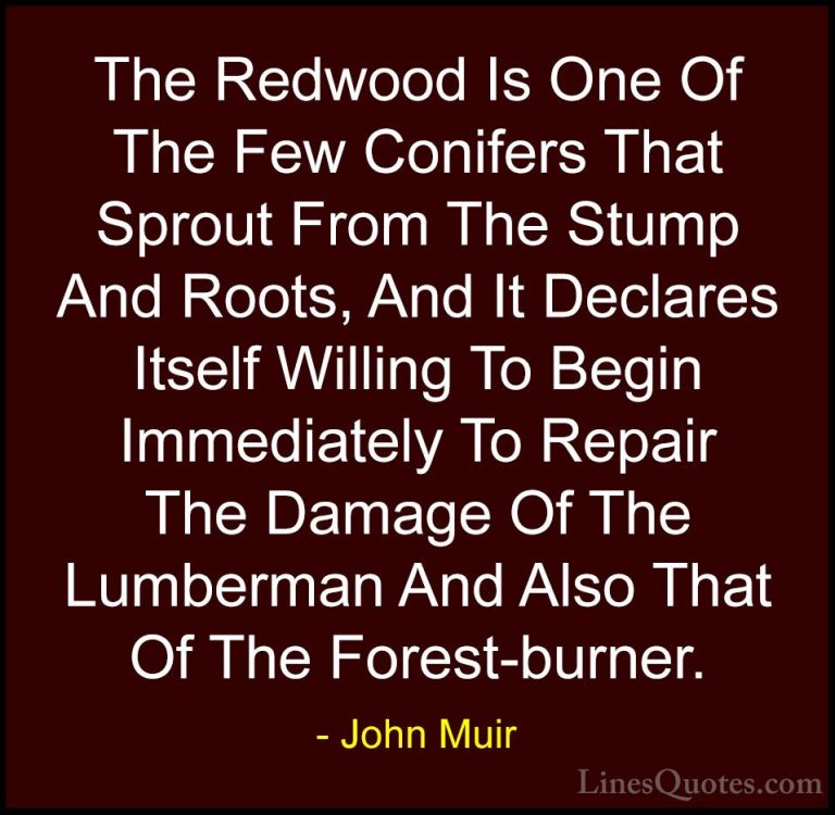 John Muir Quotes (109) - The Redwood Is One Of The Few Conifers T... - QuotesThe Redwood Is One Of The Few Conifers That Sprout From The Stump And Roots, And It Declares Itself Willing To Begin Immediately To Repair The Damage Of The Lumberman And Also That Of The Forest-burner.