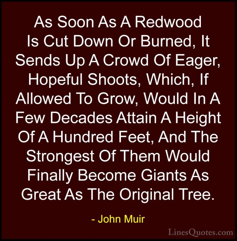 John Muir Quotes (110) - As Soon As A Redwood Is Cut Down Or Burn... - QuotesAs Soon As A Redwood Is Cut Down Or Burned, It Sends Up A Crowd Of Eager, Hopeful Shoots, Which, If Allowed To Grow, Would In A Few Decades Attain A Height Of A Hundred Feet, And The Strongest Of Them Would Finally Become Giants As Great As The Original Tree.
