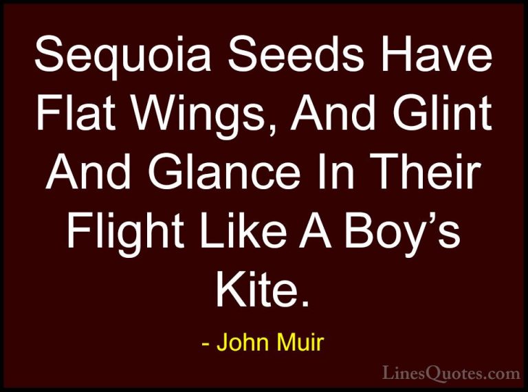John Muir Quotes (122) - Sequoia Seeds Have Flat Wings, And Glint... - QuotesSequoia Seeds Have Flat Wings, And Glint And Glance In Their Flight Like A Boy's Kite.