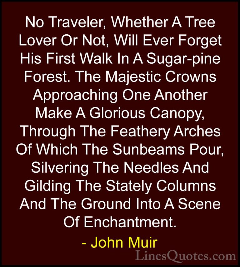 John Muir Quotes (26) - No Traveler, Whether A Tree Lover Or Not,... - QuotesNo Traveler, Whether A Tree Lover Or Not, Will Ever Forget His First Walk In A Sugar-pine Forest. The Majestic Crowns Approaching One Another Make A Glorious Canopy, Through The Feathery Arches Of Which The Sunbeams Pour, Silvering The Needles And Gilding The Stately Columns And The Ground Into A Scene Of Enchantment.